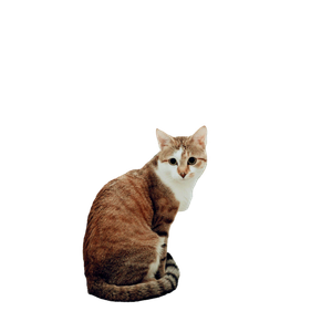 A Cat 12529 - Cat PNG image with transparent background